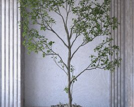 Indoor Tree in a Pot 3D model