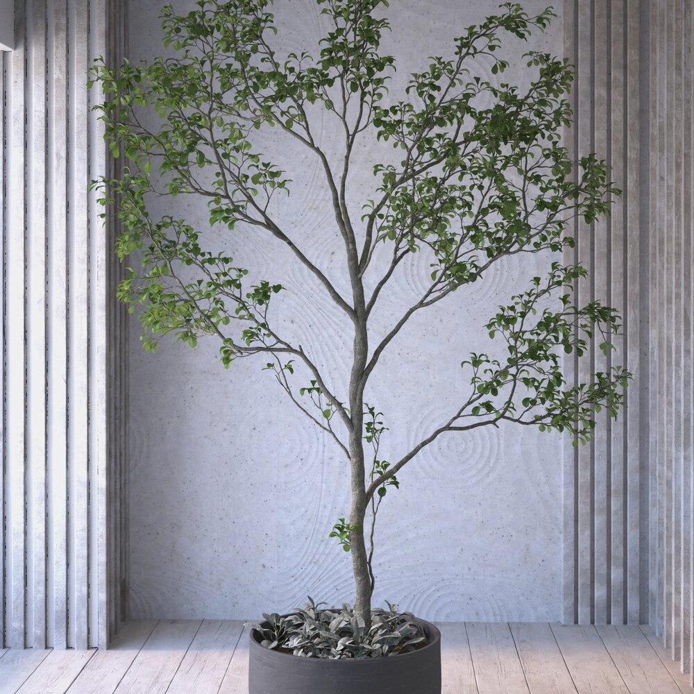 Indoor Tree in a Pot Modello 3D