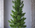 Potted Topiary Tree Modello 3D