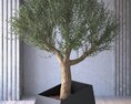 Indoor Olive Tree 3d model