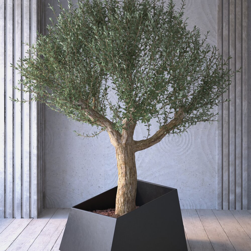 Indoor Olive Tree 3D 모델 