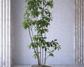 Indoor Potted Plant 04 3D-Modell