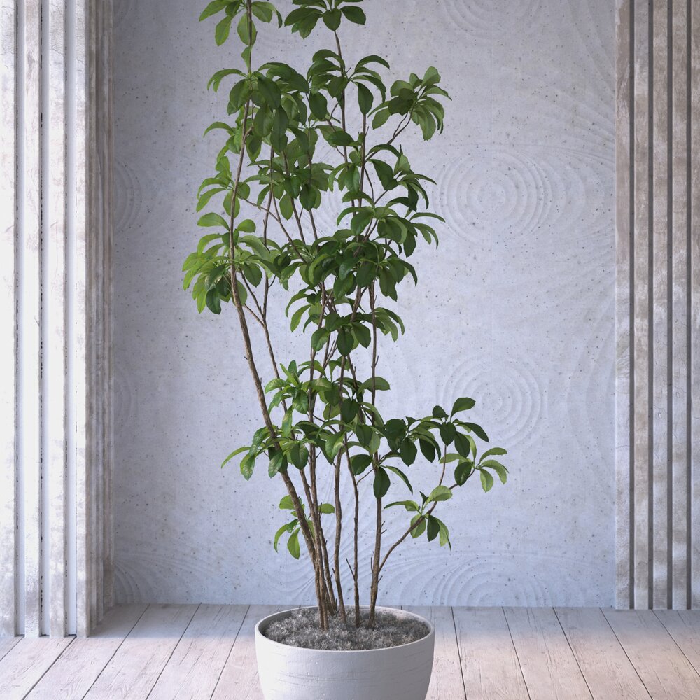 Indoor Potted Plant 04 3D модель