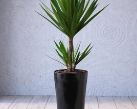 Modern Potted Plant Modelo 3d