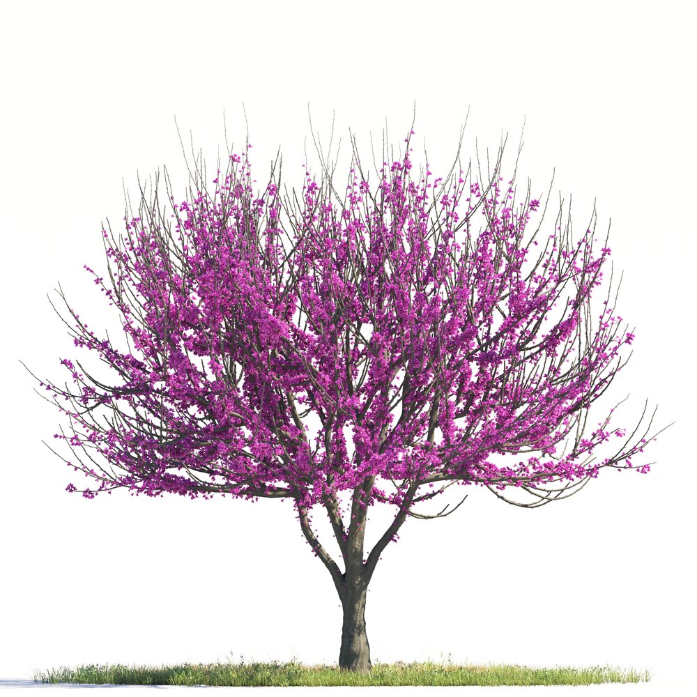 Cercis Canadensis 3D-Modell