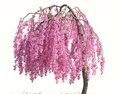 Blooming Malus Echtermeyer tree 3d model
