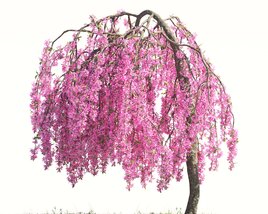 Blooming Malus Echtermeyer tree 3D 모델 