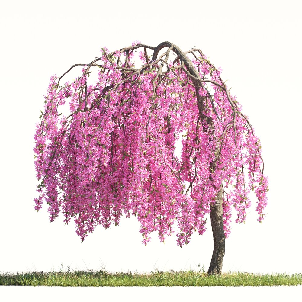 Blooming Malus Echtermeyer tree 3D model