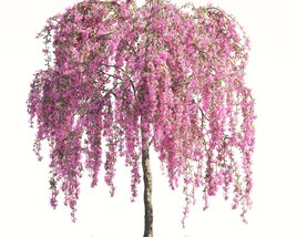 Blooming Malus Echtermeyer tree 02 Modello 3D