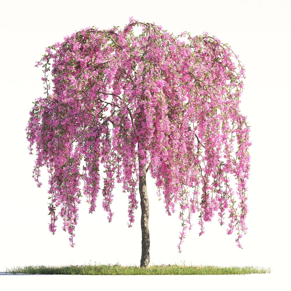 Blooming Malus Echtermeyer tree 02 3D 모델 