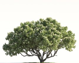 Blooming Orange Tree 3D model