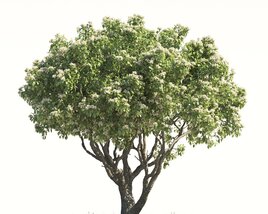 Blooming Orange Tree 02 3D模型