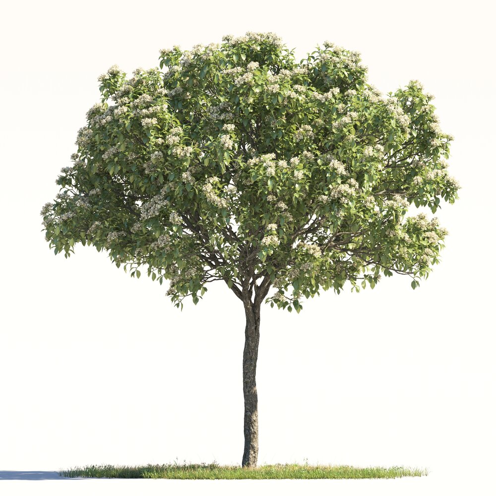 Blooming Orange Tree 03 3D模型