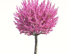Prunus Triloba 3D model