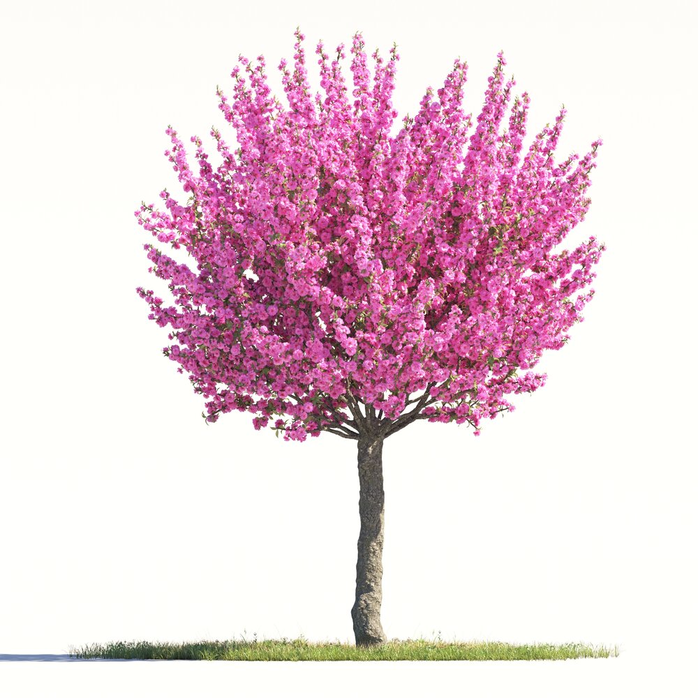 Prunus Triloba 3Dモデル