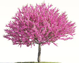 Prunus Triloba 02 3D model