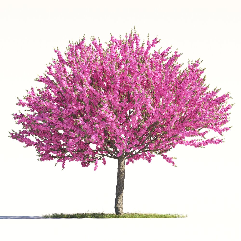 Prunus Triloba 02 3D модель