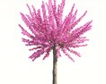 Prunus Triloba 03 3D-Modell