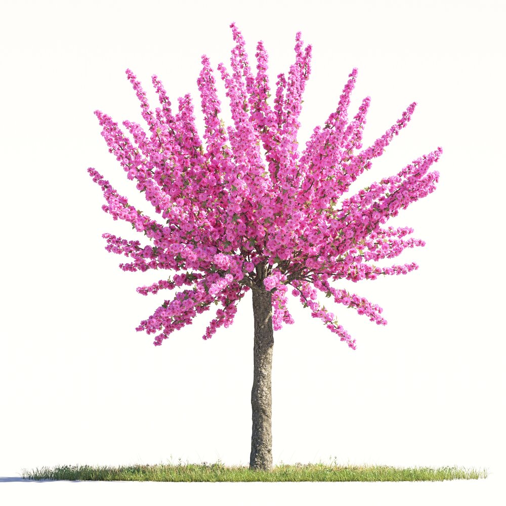 Prunus Triloba 03 3D 모델 