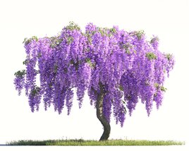 Weeping Lilac Tree 3D 모델 
