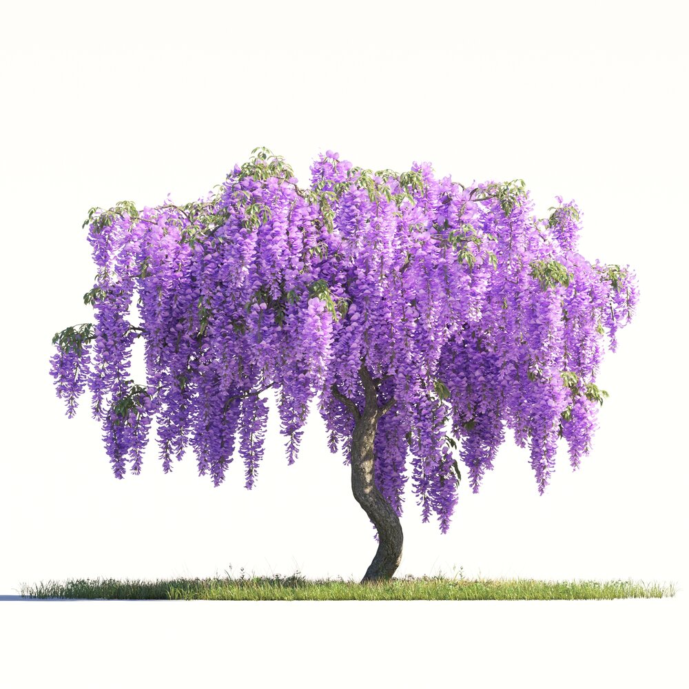 Weeping Lilac Tree 3D model