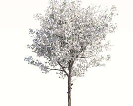 Blooming Cherry 3D-Modell