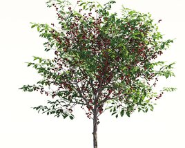 Cherry Tree 02 3D 모델 