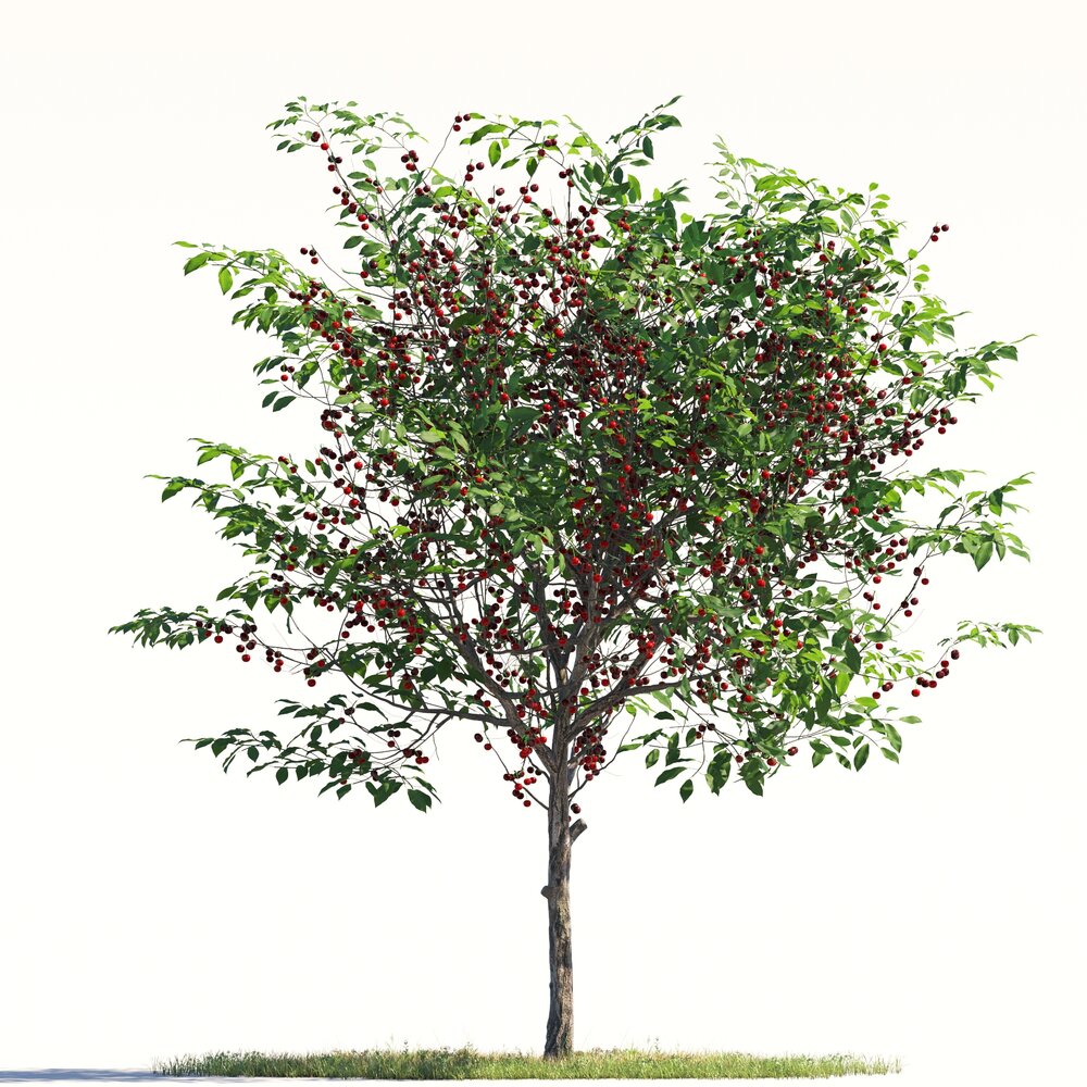 Cherry Tree 02 Modelo 3d