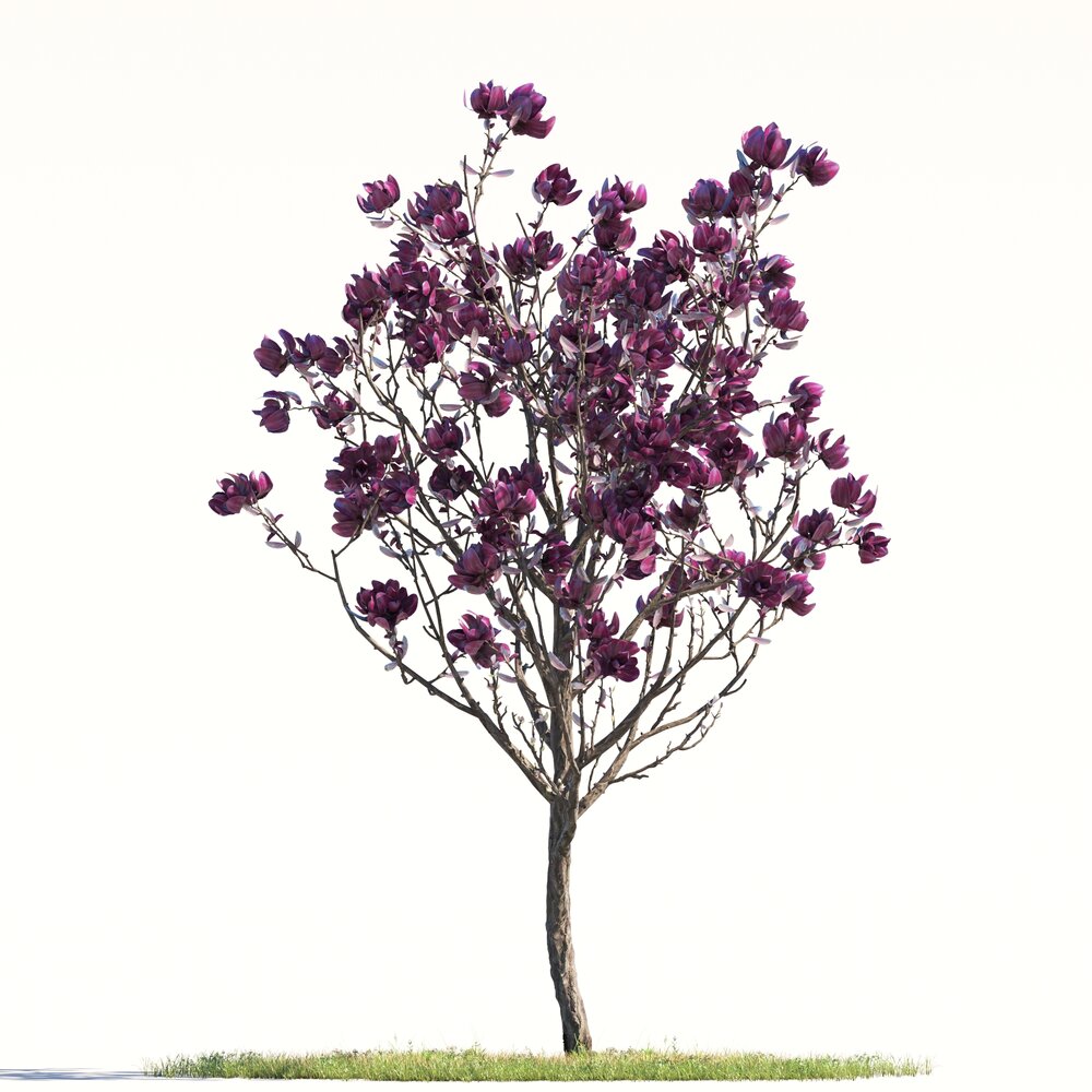 Magnolia Tree 01 3D модель