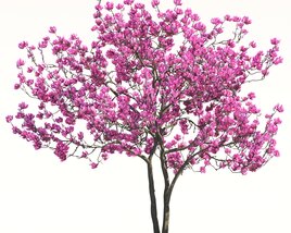 Magnolia Tree 02 3D модель