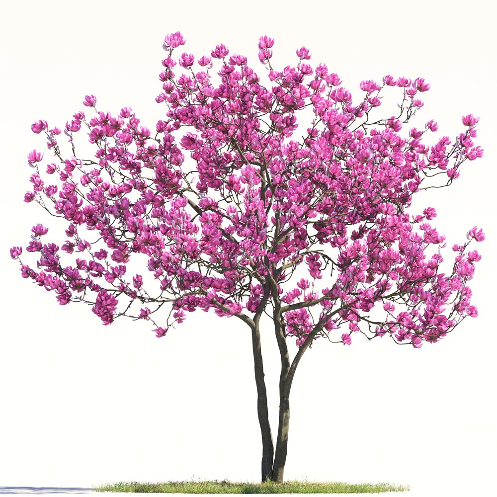 Magnolia Tree 02 3D-Modell