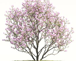 Magnolia Tree 03 Modello 3D