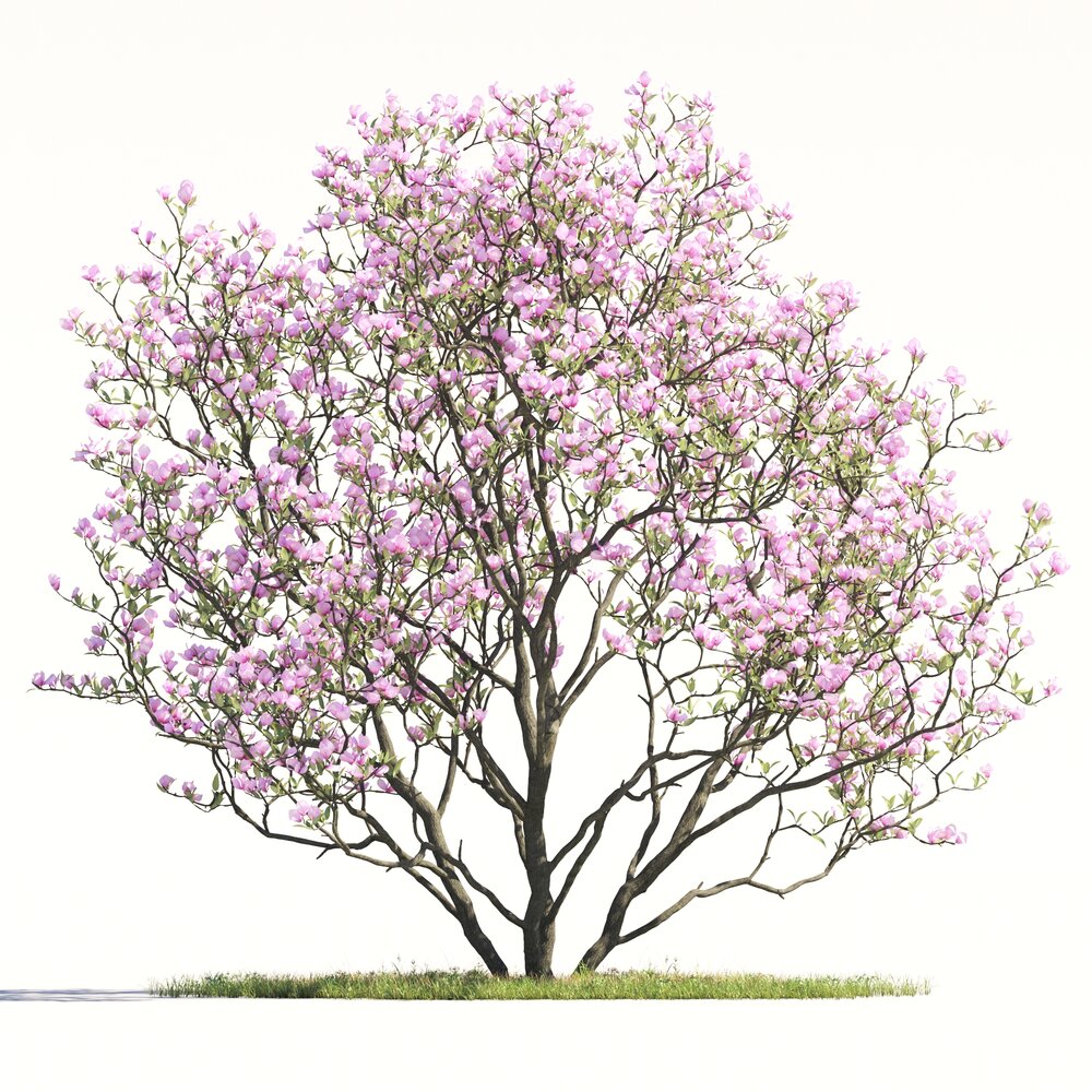 Magnolia Tree 03 3D модель