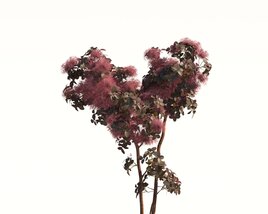 Grace Flowering Smoke Tree Modèle 3D