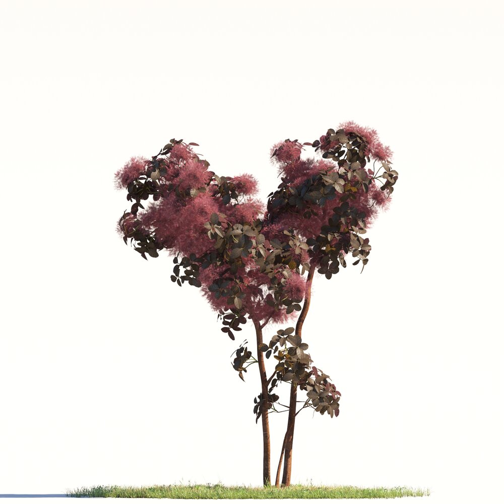 Grace Flowering Smoke Tree 3D 모델 