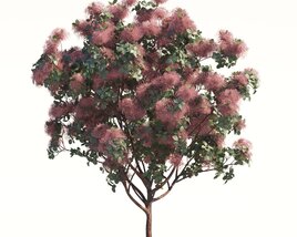 Grace Flowering Smoke Tree 02 3D 모델 