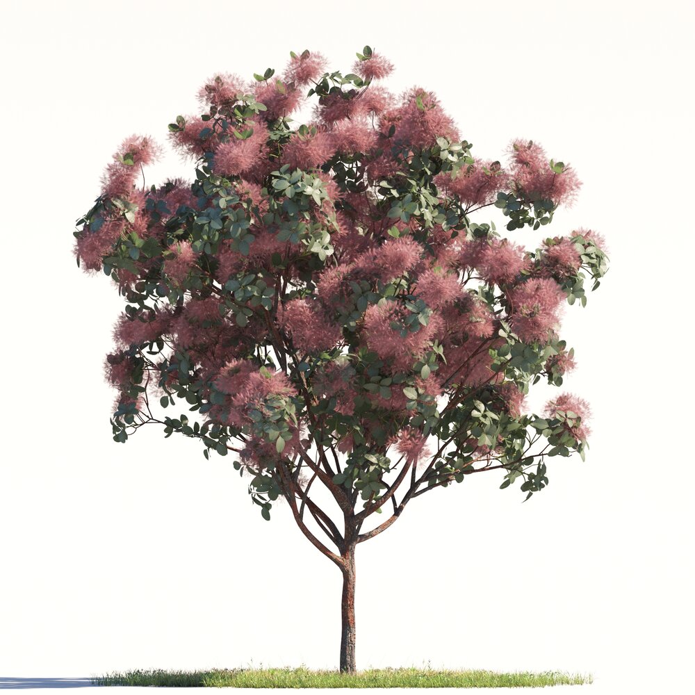 Grace Flowering Smoke Tree 02 3D 모델 
