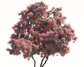 Grace Flowering Smoke Tree 03 3D модель