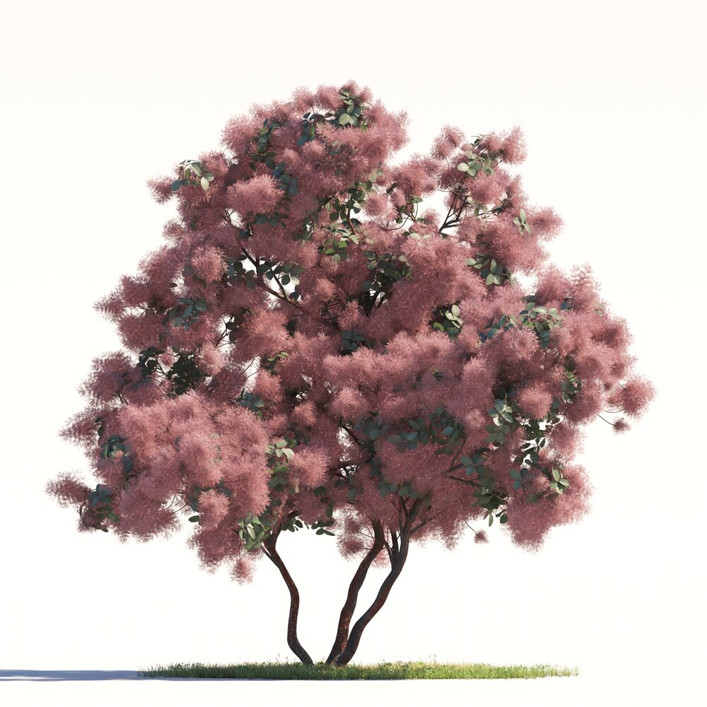 Grace Flowering Smoke Tree 03 3D model