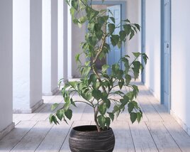 Indoor Plant 10 Modello 3D