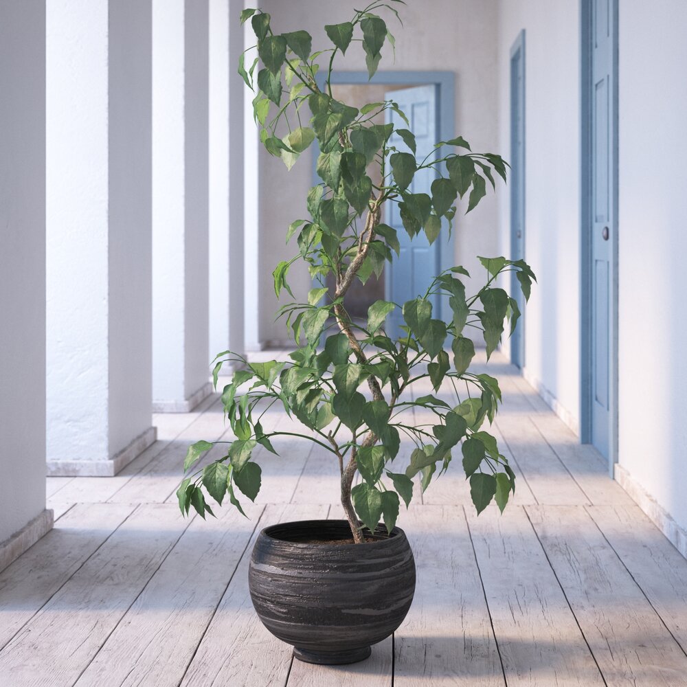Indoor Plant 10 3D-Modell