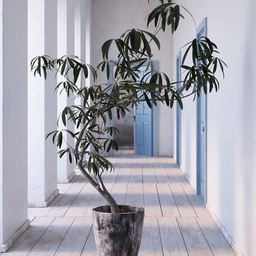 Indoor Plant 11 3D-Modell