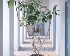 Indoor Plant 12 3D-Modell