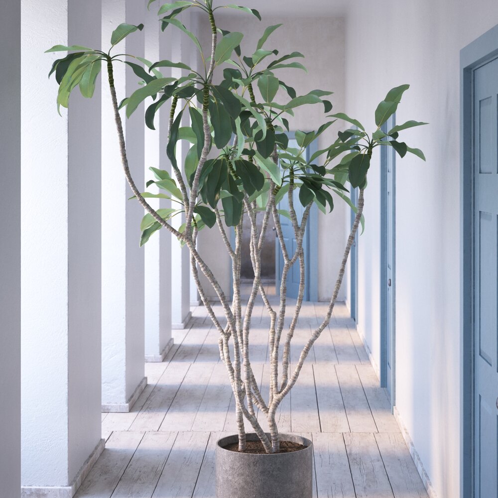Indoor Plant 12 3D модель