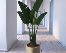 Indoor Plant 20 3D-Modell