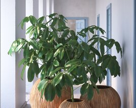 Indoor Plant 26 3D модель