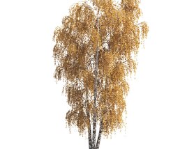 Autumn Birch Tree 04 Modello 3D