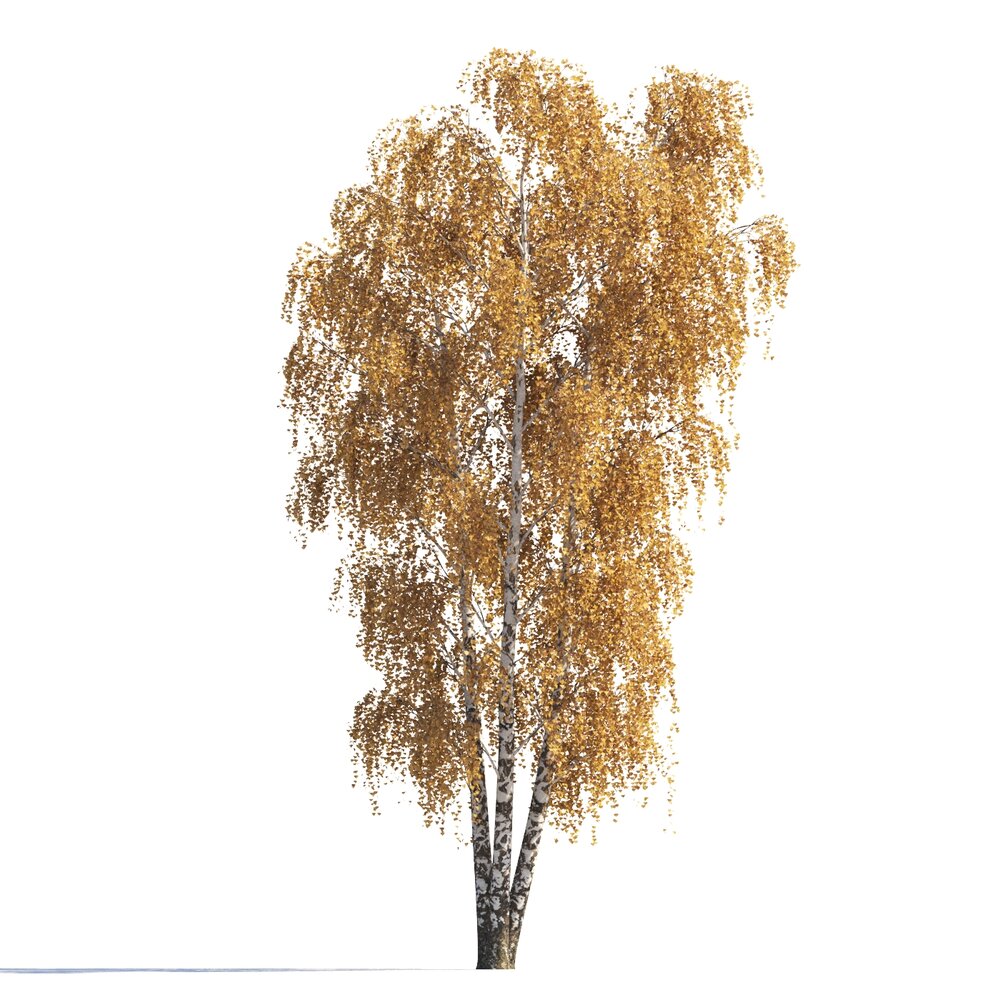 Autumn Birch Tree 04 3D модель