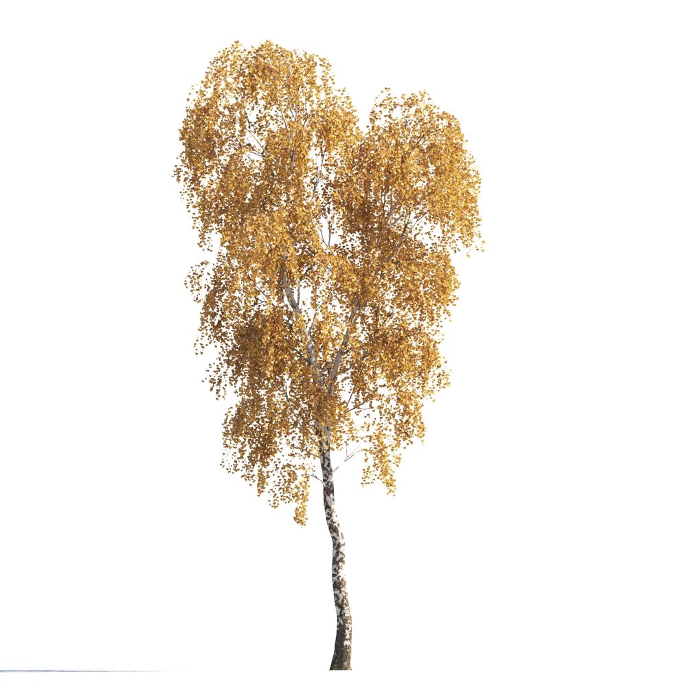 Autumn Birch Tree 02 Modello 3D
