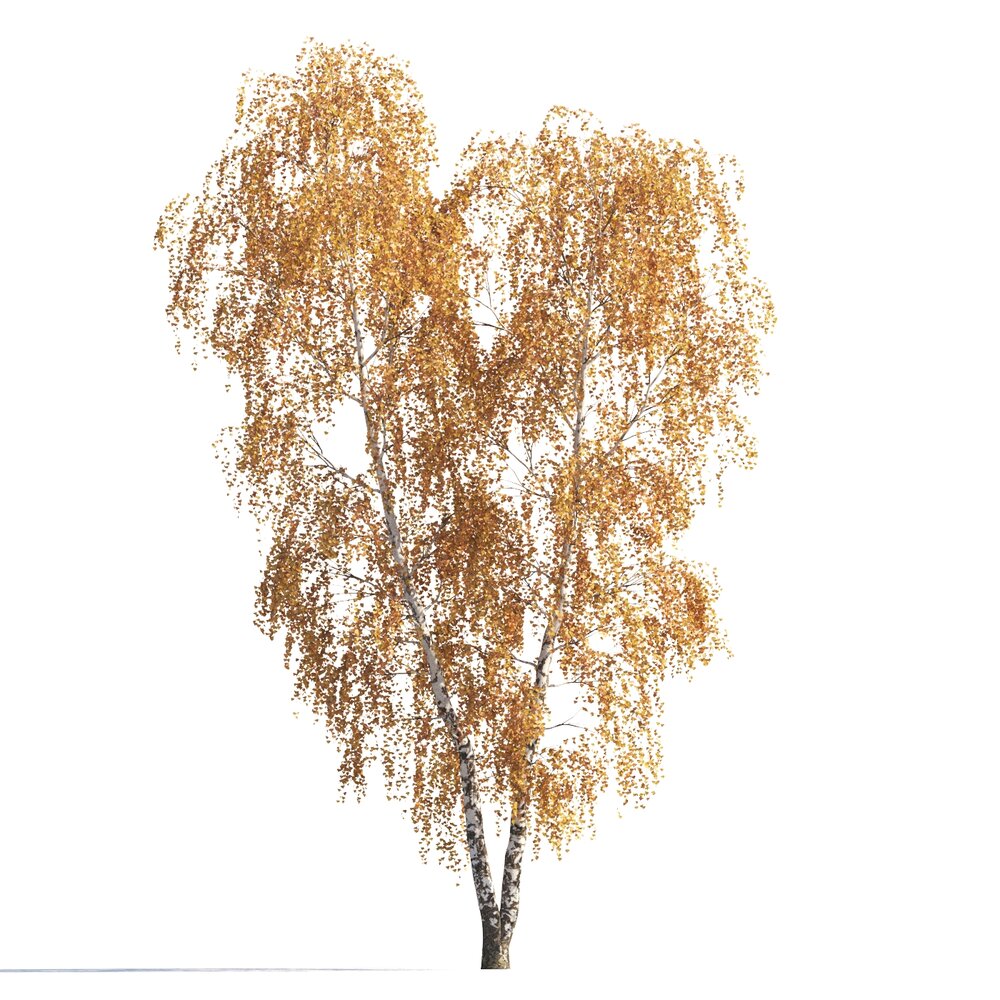Two Autumn Birch Trees 3D модель